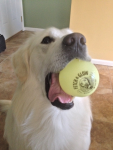 Spunky Pup Dog Toys Fetch & Glow Balls Dog Toys