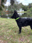 Kai's Canine Creative Biothane Buckle Dog Collar Dog Collars