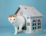 Cat in the Box