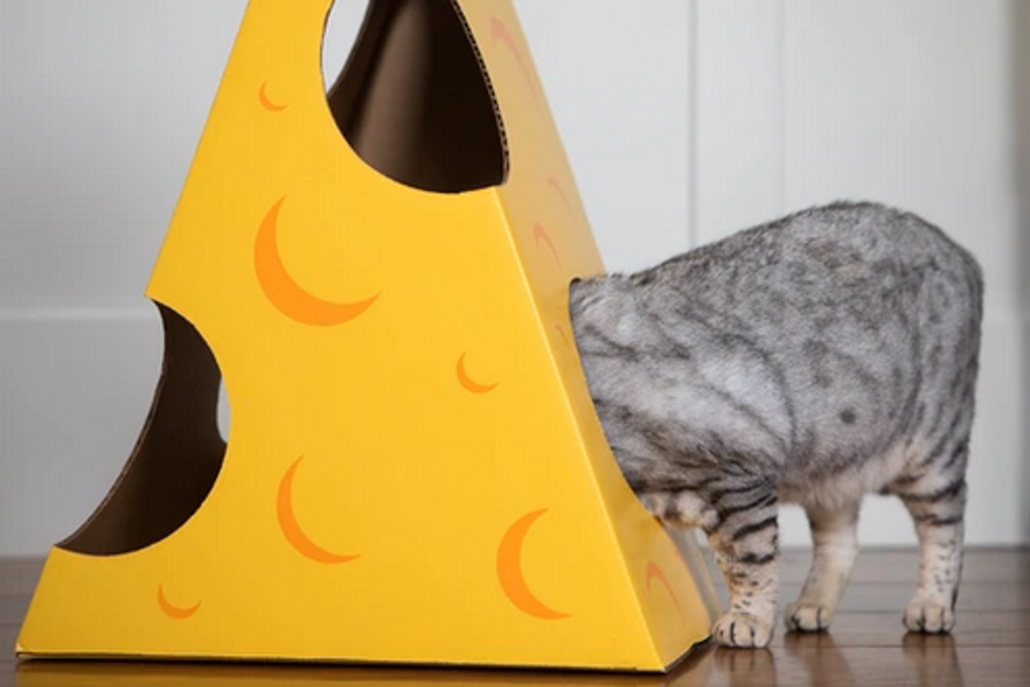 Cat in the Box