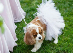 Tutu Joli LLC White Bridal Dog Tutu Skirt (XXL) Dog Clothes