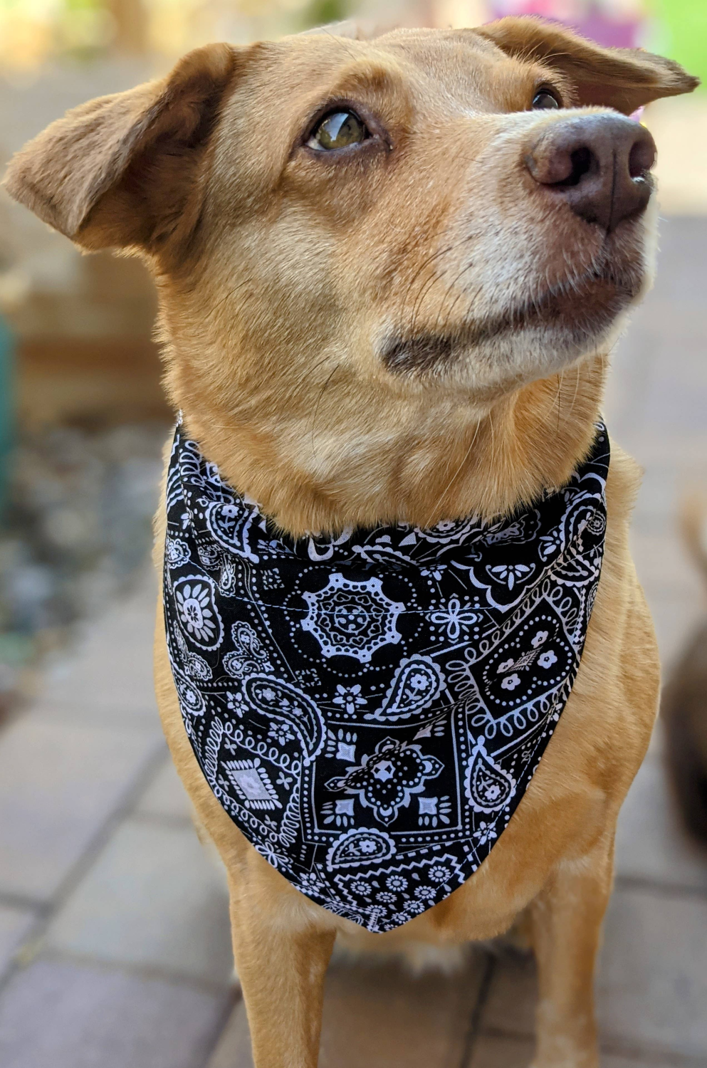 That's Sew LambMa Over-The-Collar Dog Bandana Dog Bandana