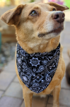 That’s Sew LambMa Dog Bandana