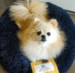 Pawsome Pets CA Marshmallow Pets Bed Pet Beds