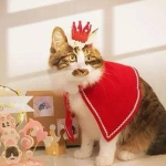 Pawsome Pets CA Merry Christmas Crown for pets Pet Accessories