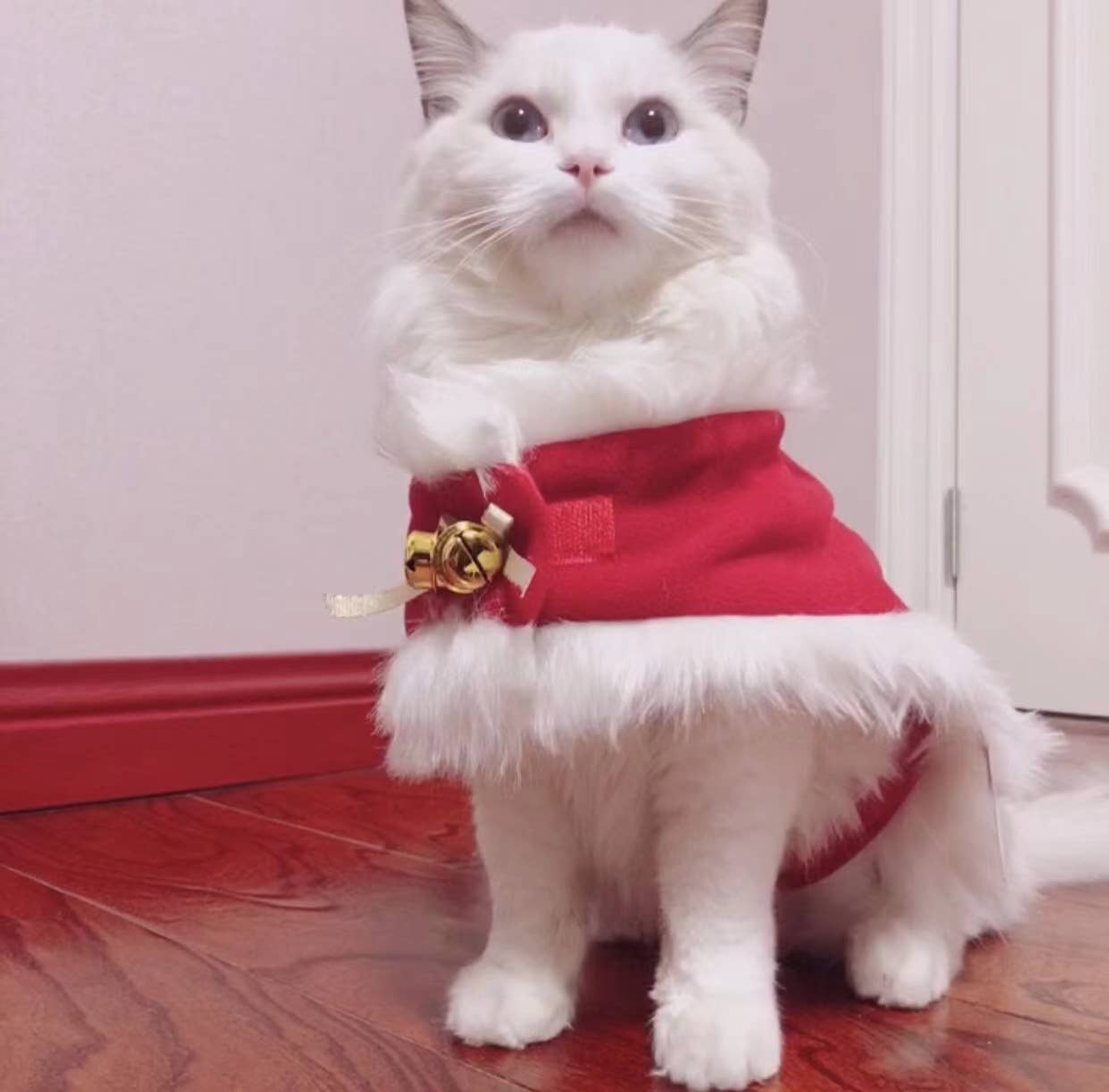 Pawsome Pets CA Merry Christmas Pets Beautiful Clothes Apparel