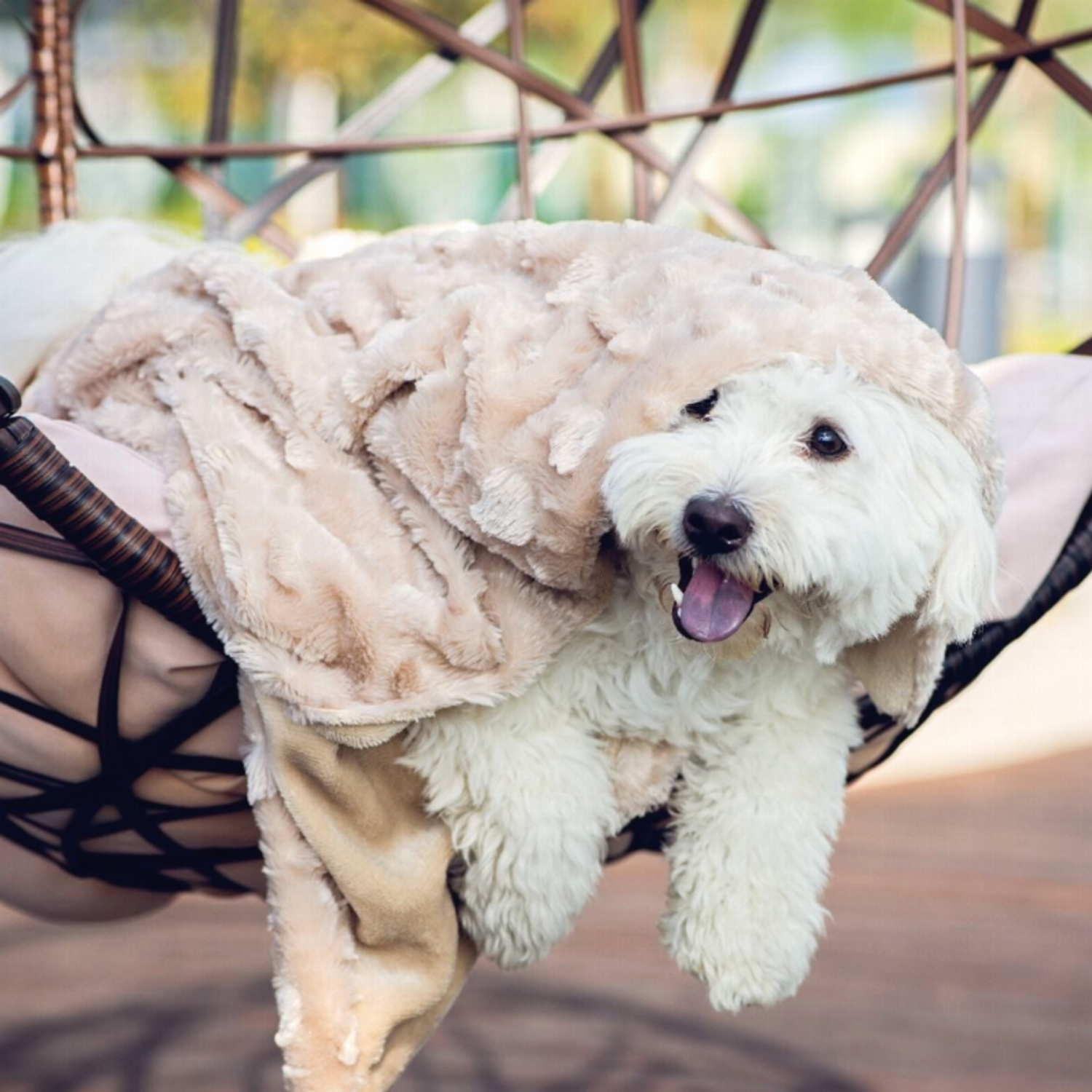 Petique Inc Velvet Blanky Pet Blanket Blankets