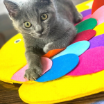 Petique Inc Dog Beds