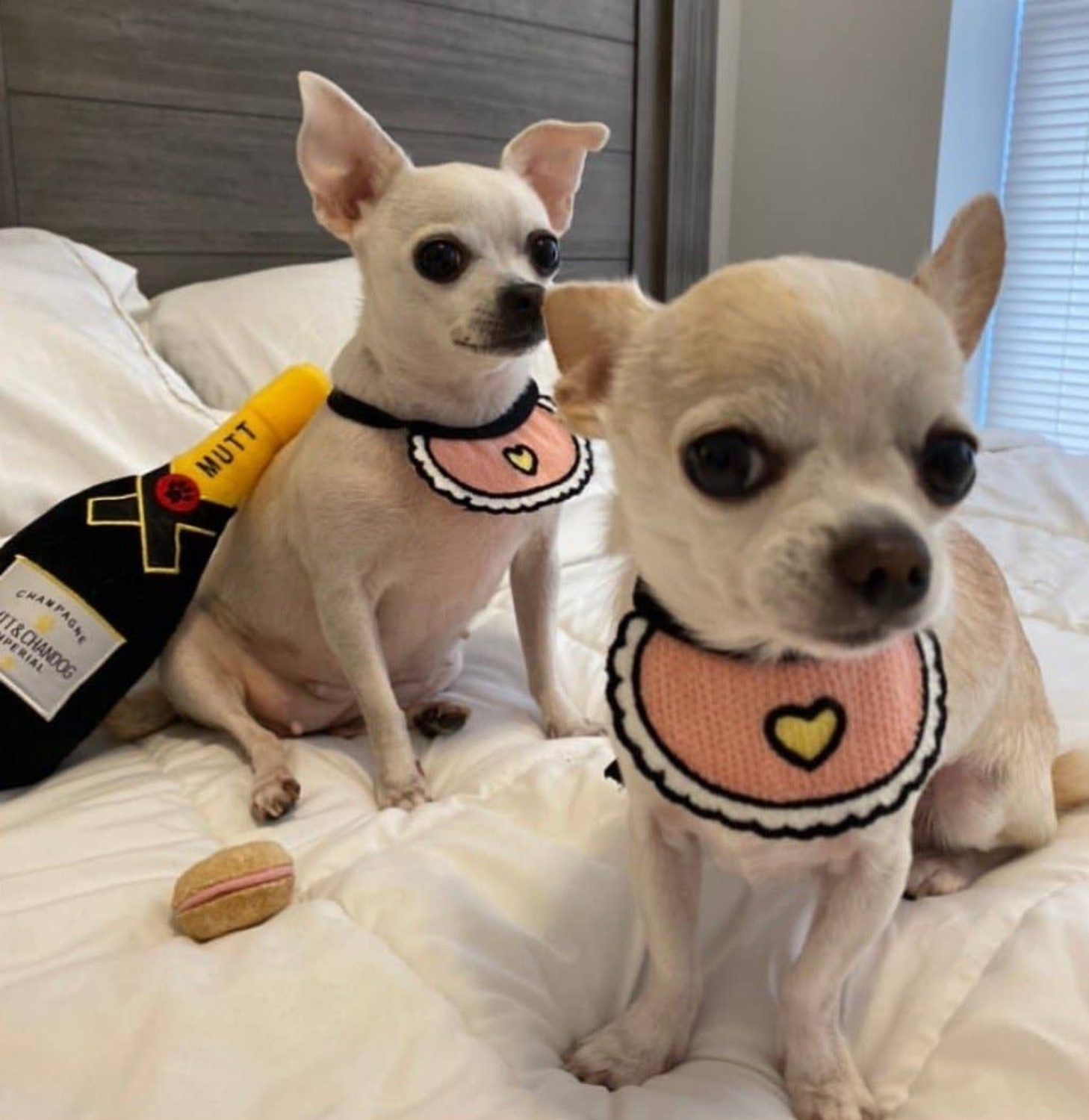 Pawsome Pets CA Love Bibs for Pets Pet Accessories