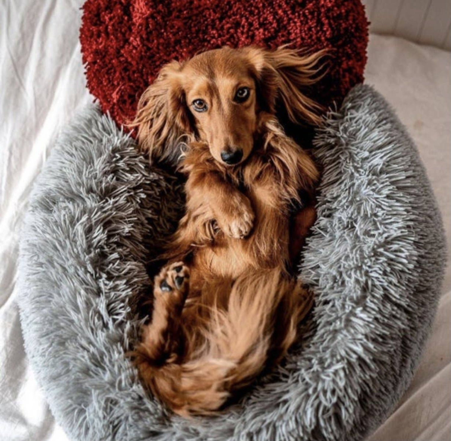 Pawsome Pets CA Marshmallow Pets Bed Pet Beds