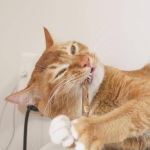 Pawsome Pets CA Cat Toys