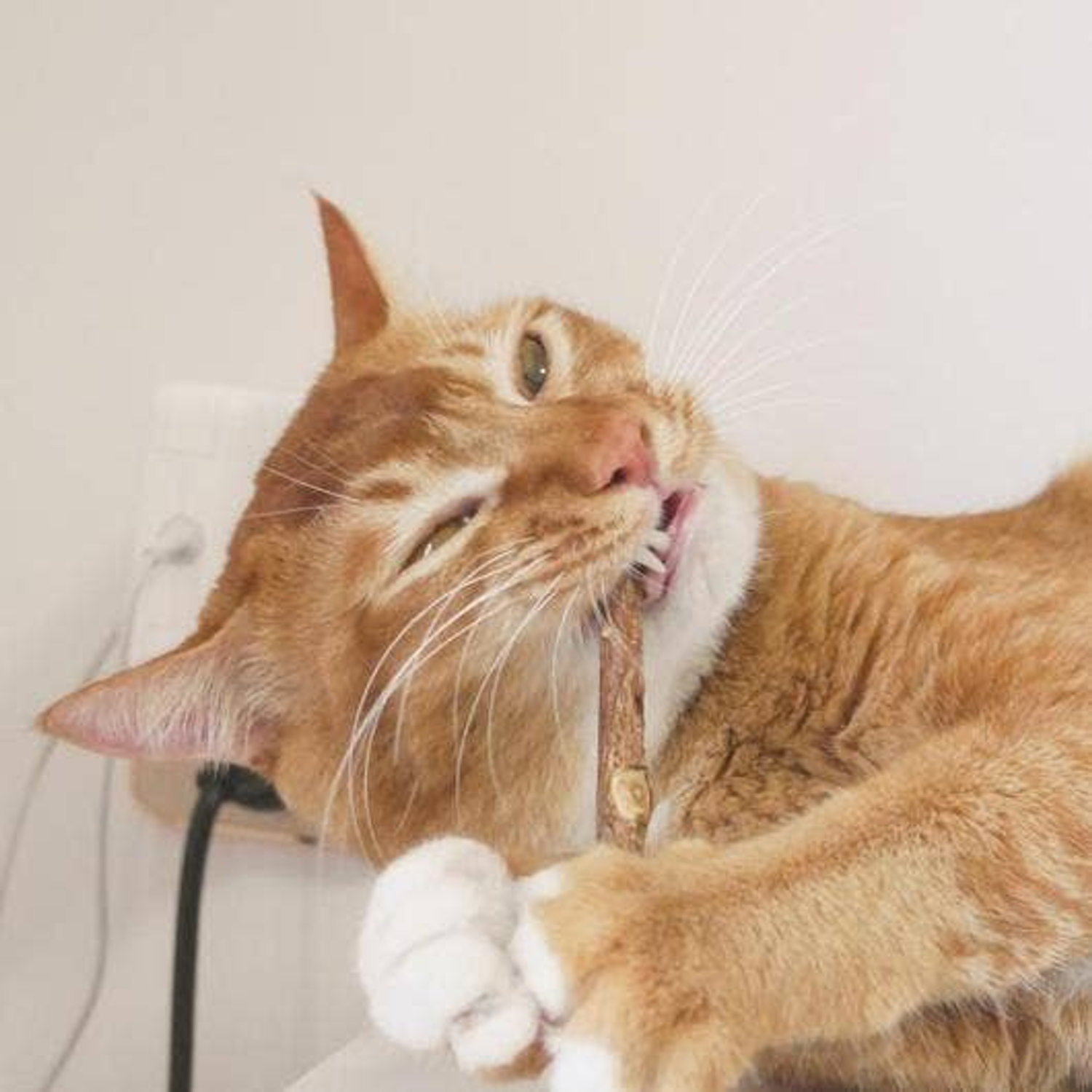Pawsome Pets CA Matatabi Dental Sticks Cat Toys