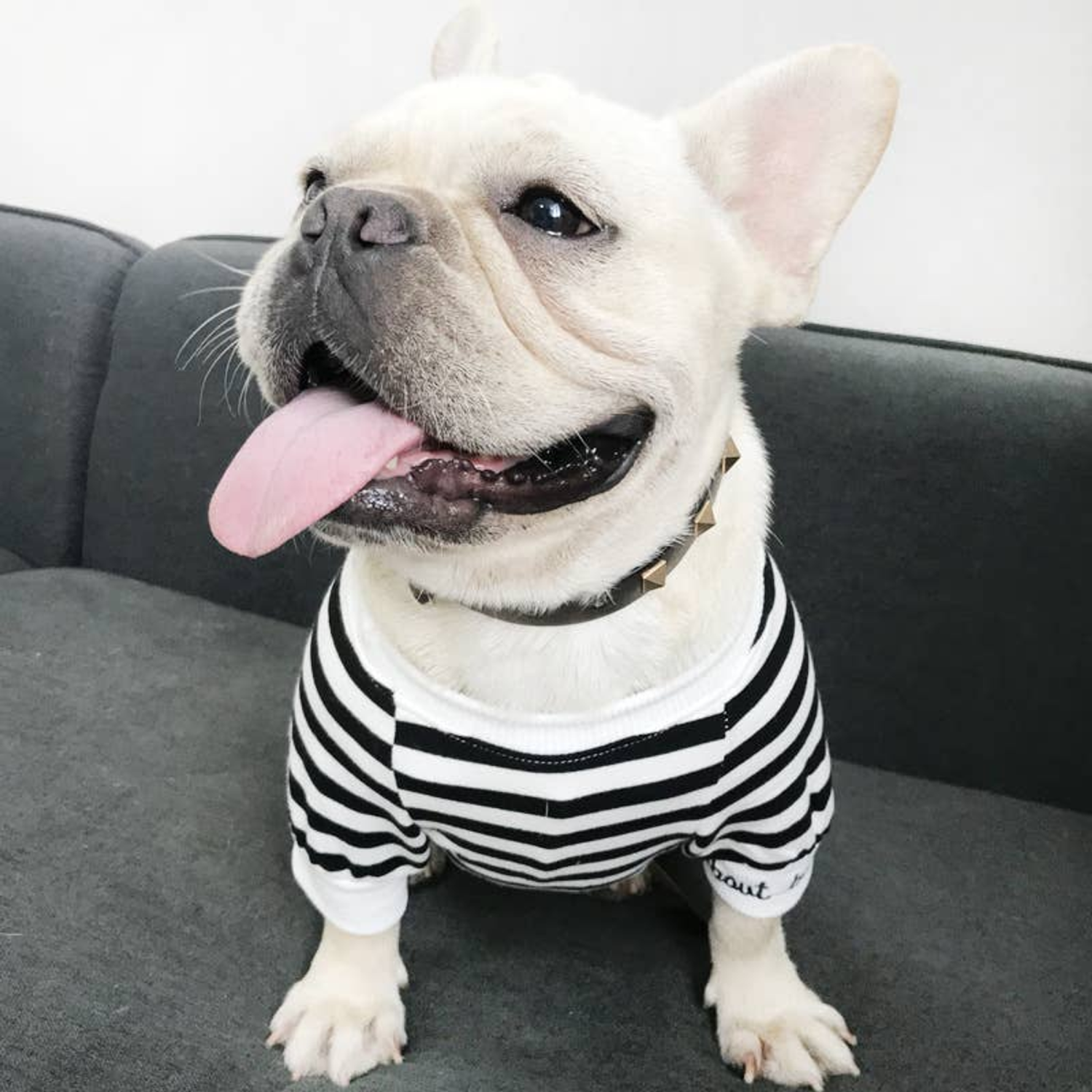 Pawsome Pets CA Stripe Style - Matching Pet and Owner Clothing Set Apparel