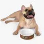 eou ready wesr Savage Love Pet Feeding Bowl Food & Water Bowls