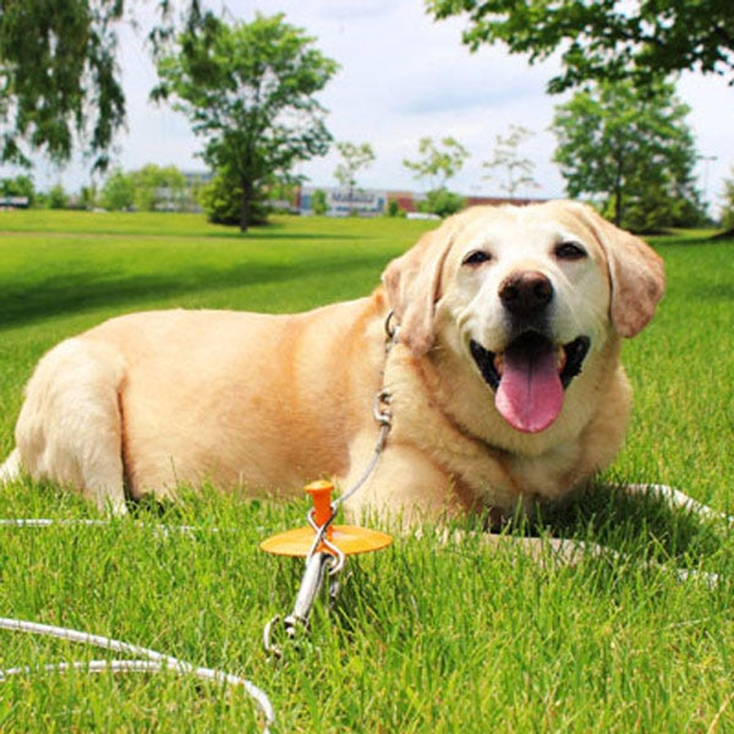 Pet Edge BP Tie-Out/Dome Stake Combo 30ft XL Tie-Outs