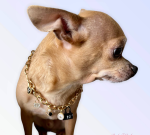 Bark Fifth Avenue My Dainty Charm Necklace Dog Collars