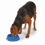 Pet Edge Dishes