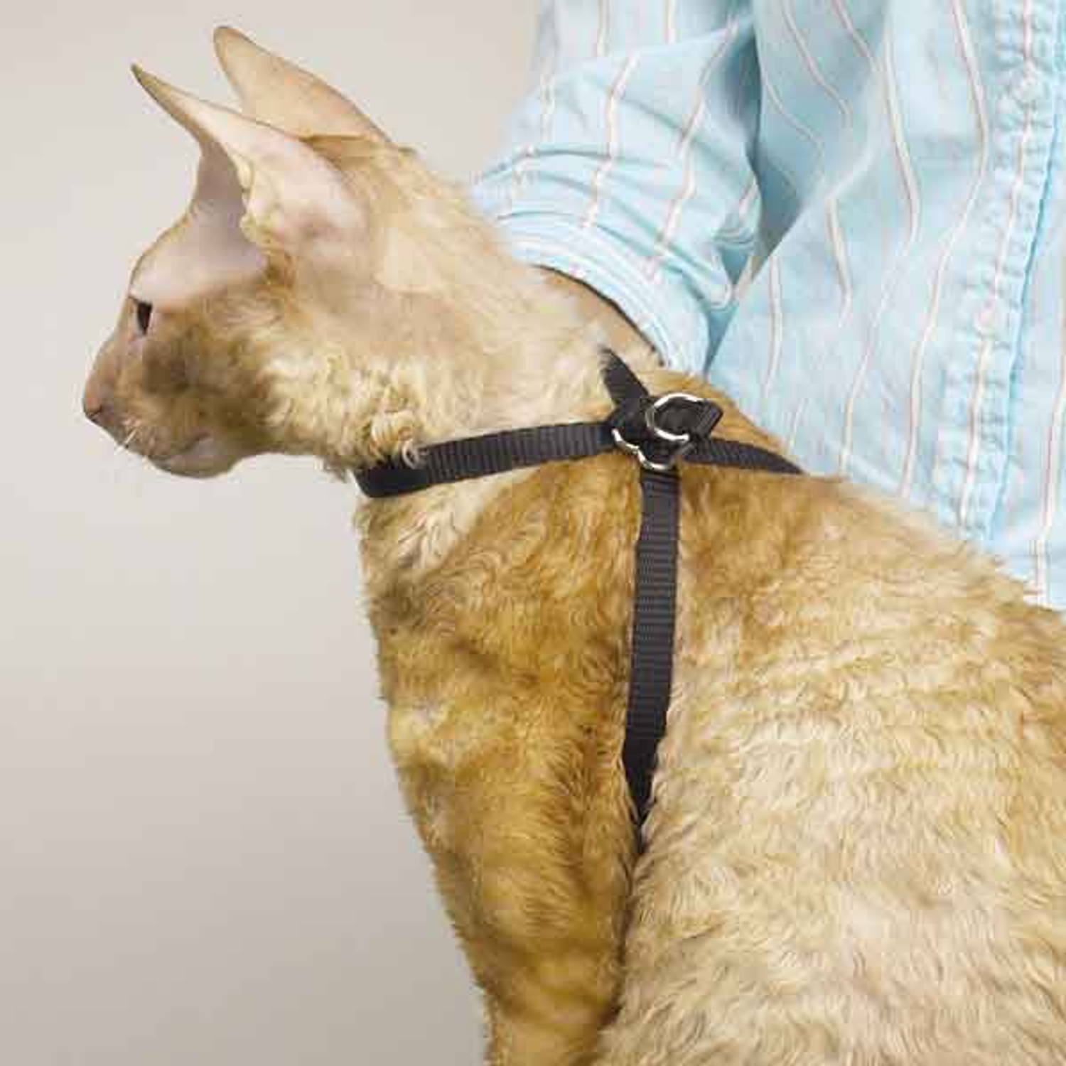 Pet Edge TP Adj Nylon Groom Cat Harness 40In Tubs