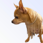 Bark Fifth Avenue The Starlet Dog Collars