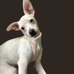 Bark Fifth Avenue Dog Collars