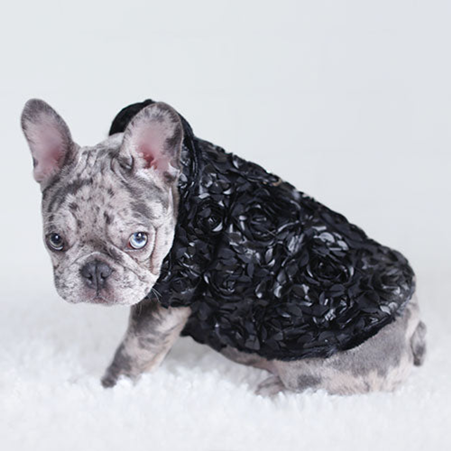 Hello Doggie Inc. Victorian Dog Coat Coats
