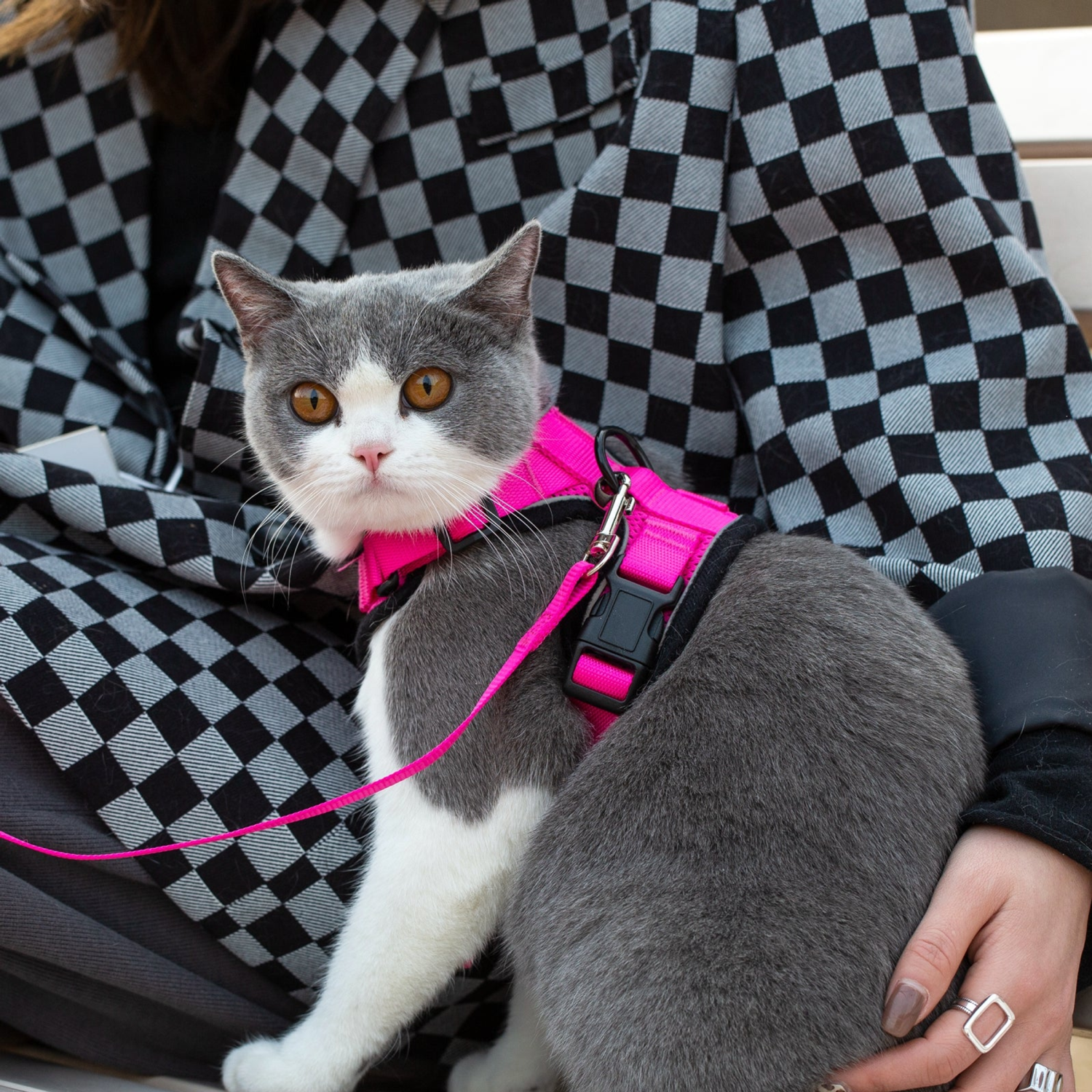 Mr. Peanut's Premium Products LLC Mr. Peanut's PurrTrek Reflective Cat Harness with Matching Leash Dog Leashes