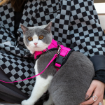 Mr. Peanut’s Premium Products LLC Dog Leashes