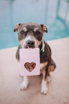 Botanical Bones Heart(Beet) Boxes - Superfood Dog Treats Dog Treats