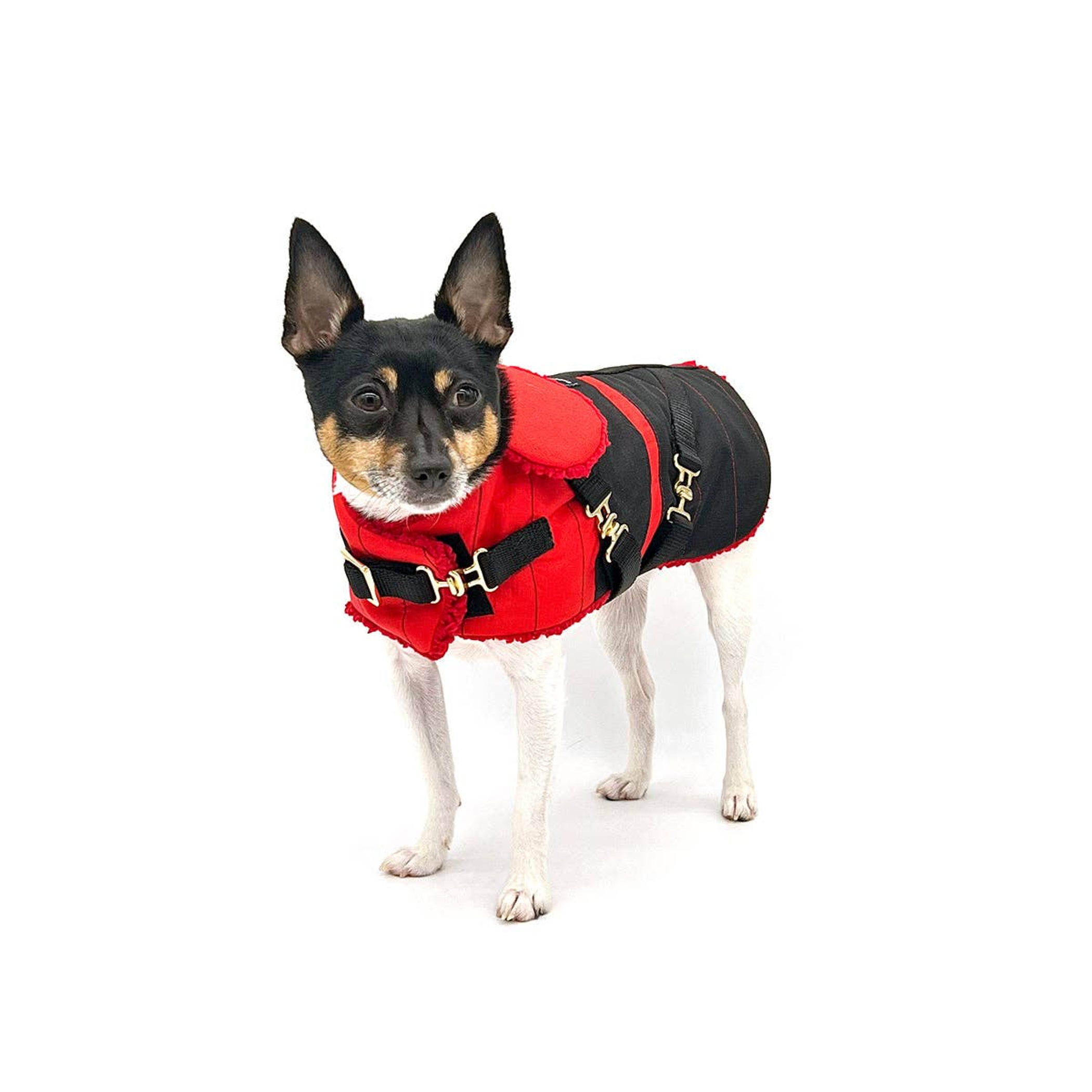 DoggieCoutureNY "Ruby Red" - DCNY Equestrian Collection Dog Clothes