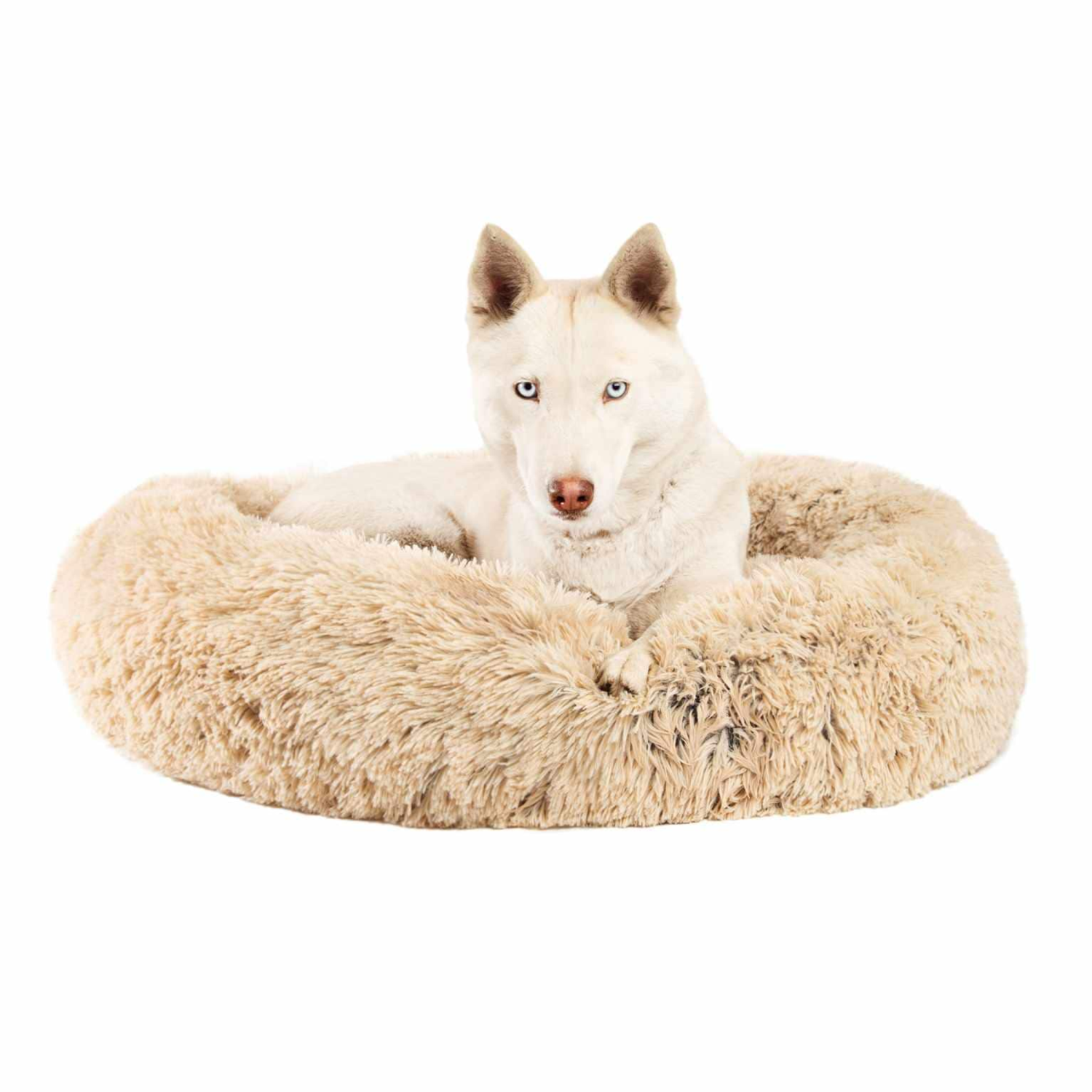 Pet Palette