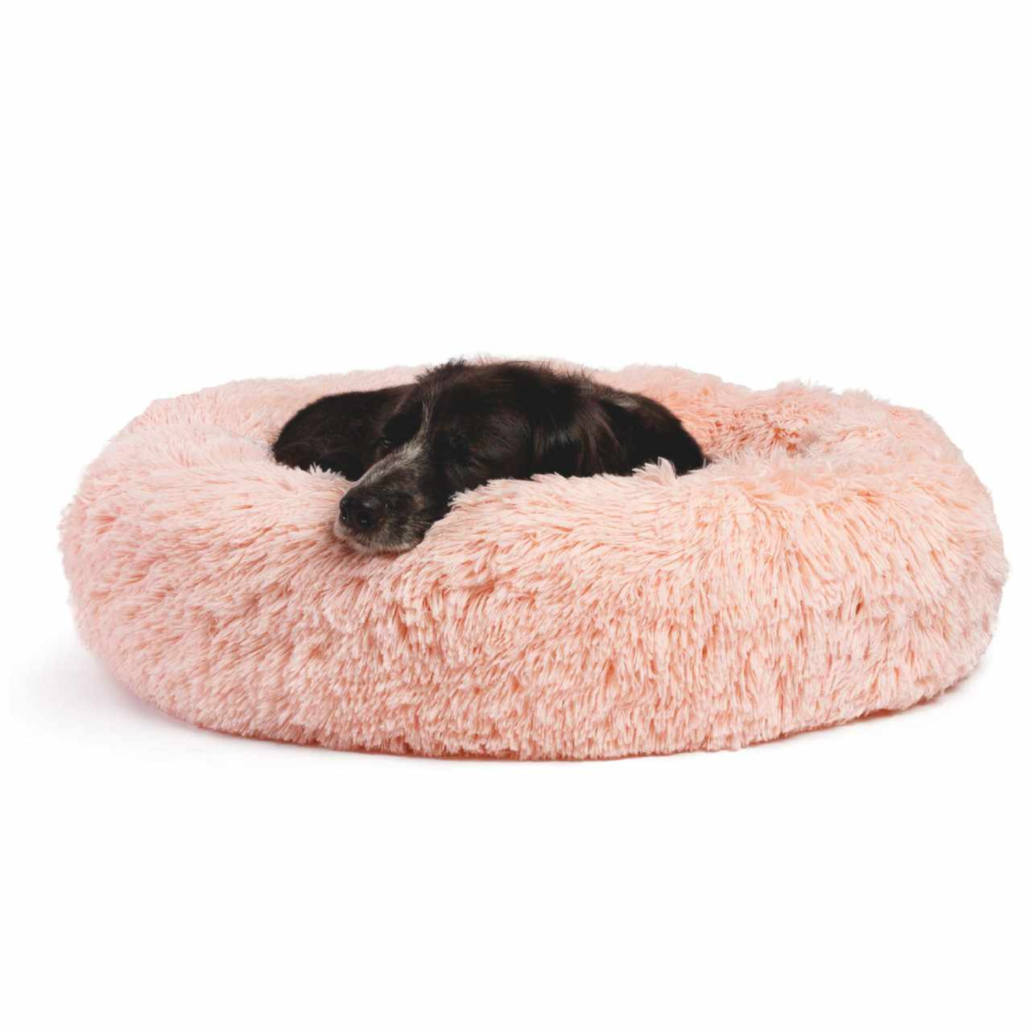 Pet Palette