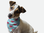 Bandoggies Summer Watermelon Dog Bandanas