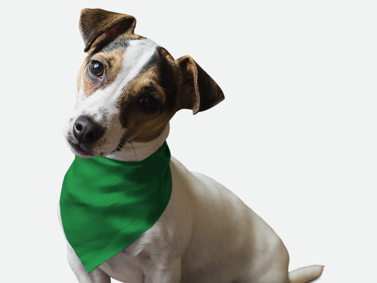 Bandoggies Green Green Grass Dog Bandanas