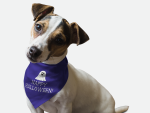 Bandoggies Dog Bandanas