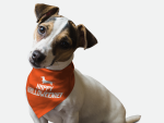 Bandoggies Dog Bandanas