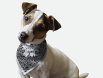 Bandoggies Dog Bandanas