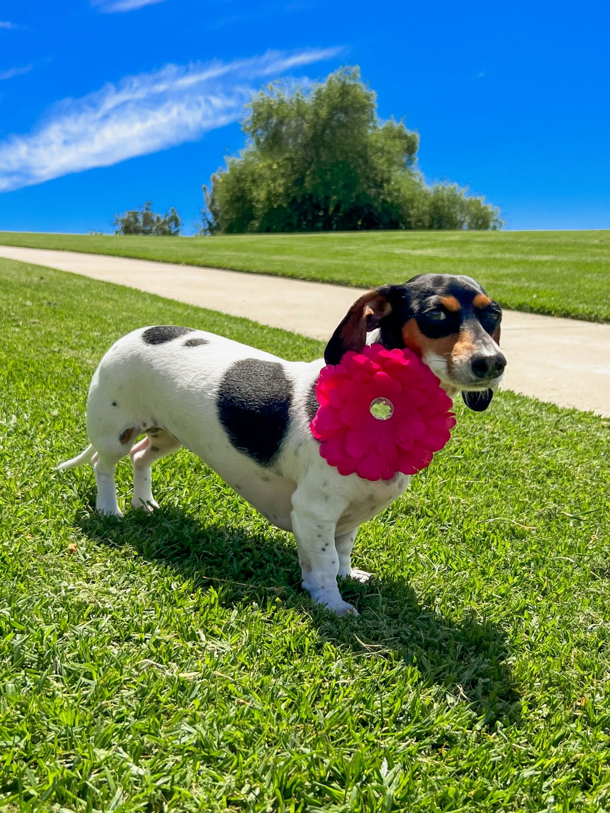 Pets Ribbons FL2002 | Daisy Flower Dog/ Cat Bow on Velcro Collar Attachment|Pets Ribbons Pet Accessories