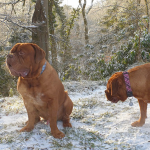 WalkeWoo Ltd Dog Leads