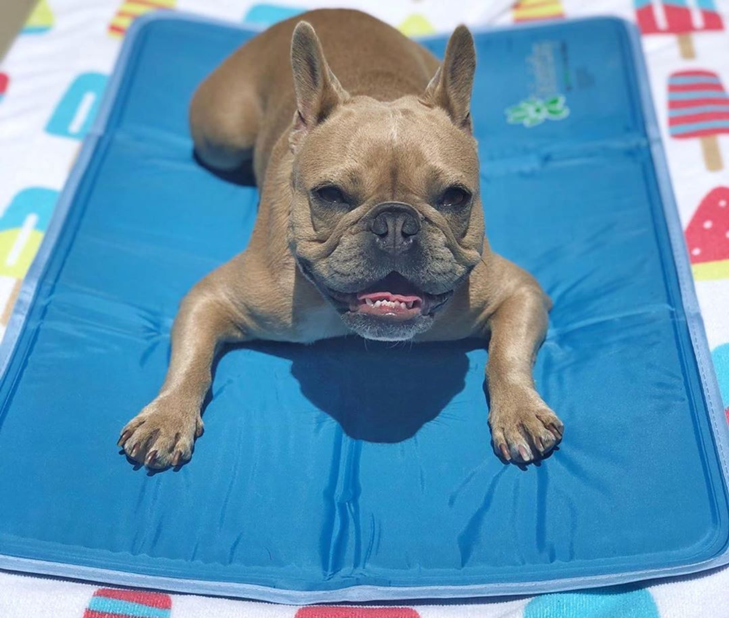 The Green Pet Shop Cool Pet Pad Dog Beds