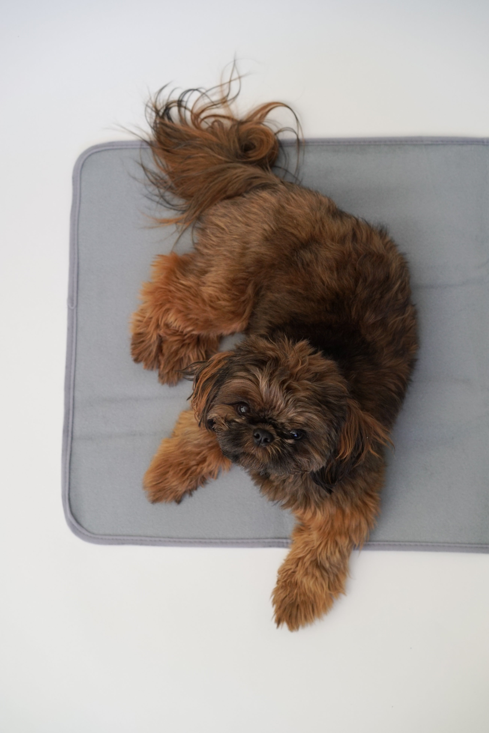 The Green Pet Shop Thera-Pawz Warming Pad Dog Beds