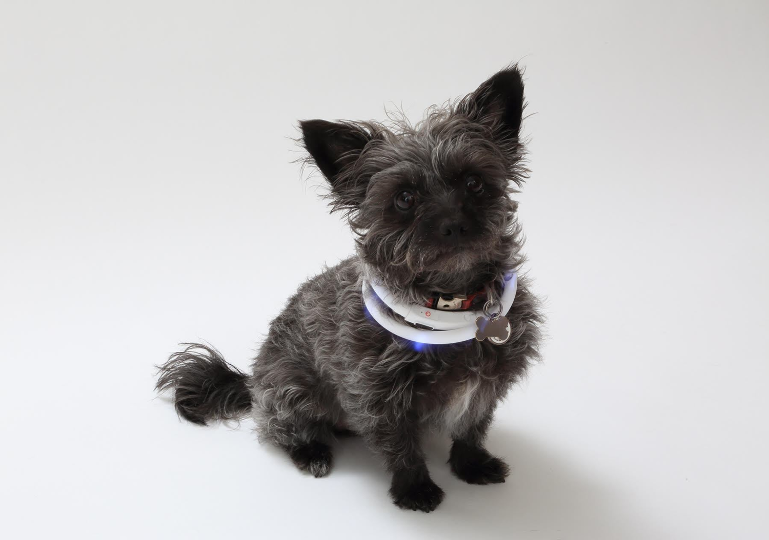 Lenawee Moda Dog Collars Lenawee Moda Silicone Cuttable LED Illuminated Dog Collar - USB Rechargeable Dog Collars