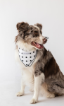 Alto Modas Dog Clothes