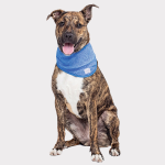 Farm Supply GF Pet  Ice Band Apparel