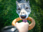 Spunky Pup Dog Toys Dog Toys