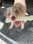 Spunky Pup Dog Toys Dog Toys
