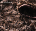 Hello Doggie Inc. Rosebud Dog Blanket Blankets