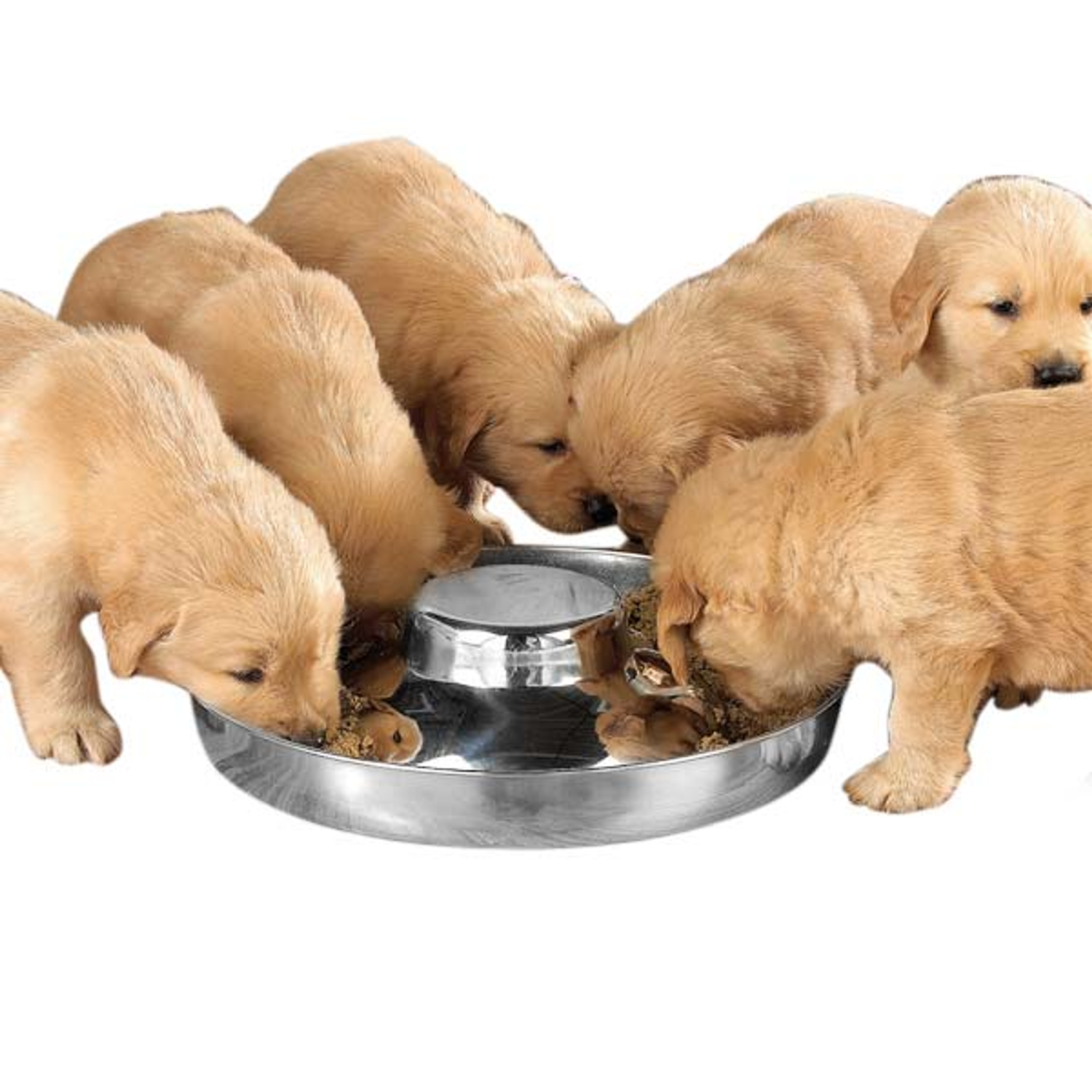 Pet Edge PS Puppy Dish 14.5In Dishes