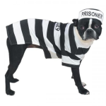 Pet Edge Casual Canine Prison Pooch Costume Dog Clothes
