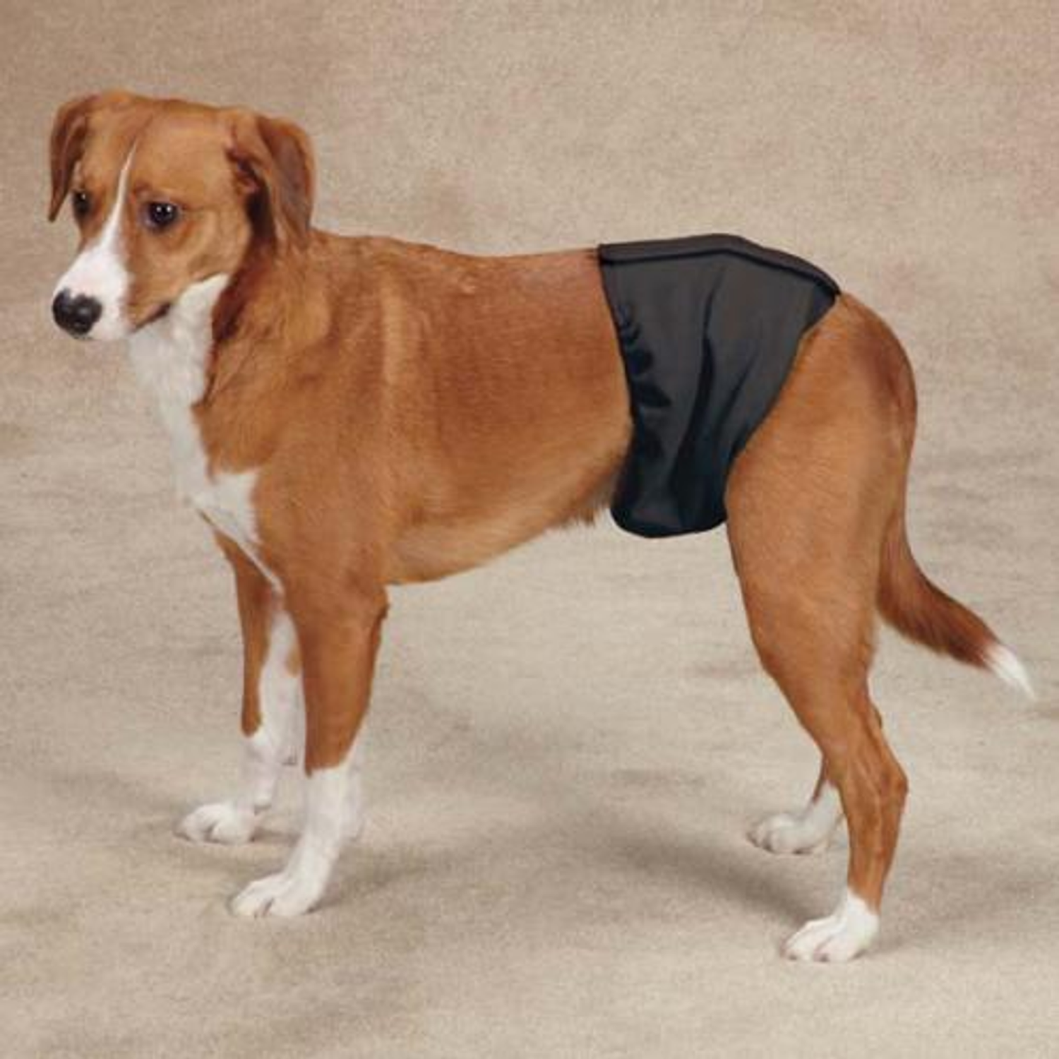 Pet Edge House Training Pet Edge Clean Go Pet Washable Male Wrap House Training