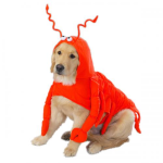 Pet Edge Casual Canine Lobster Paws Costume Dog Clothes